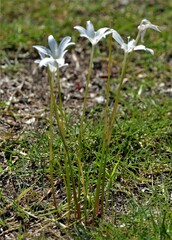 Zephyranthes chlorosolen