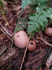 Scleroderma verrucosum