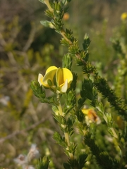 Aspalathus cymbiformis