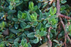 Polygonum