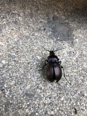 Carabus nemoralis