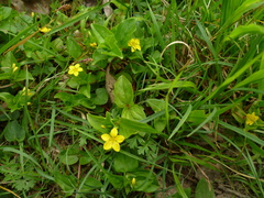 Lysimachia nemorum