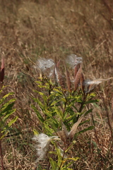 Asclepias tuberosa