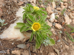 Asteriscus aquaticus