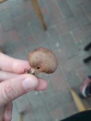 Scleroderma verrucosum