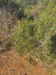 Aspalathus cymbiformis