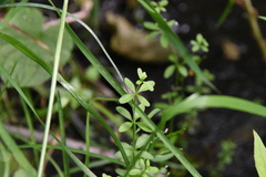 Galium trifidum