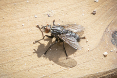 Sarcophagidae