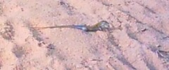 Aspidoscelis sexlineatus