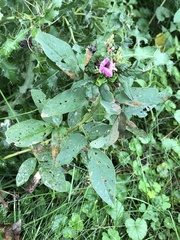 Desmodium cuspidatum