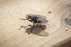Sarcophagidae