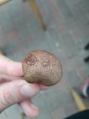 Scleroderma verrucosum