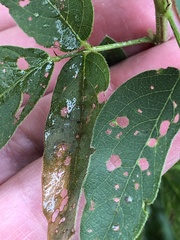 Desmodium cuspidatum