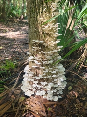 Favolus brasiliensis