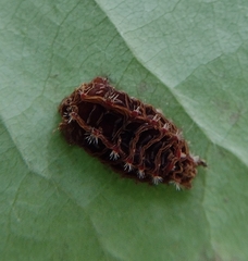 Zygaenoidea