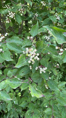 Cornus drummondii