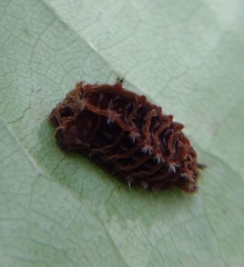 Zygaenoidea