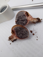 Scleroderma verrucosum