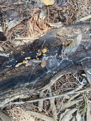 Crepidotus mollis