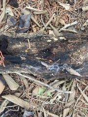 Crepidotus mollis