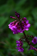 Primula miyabeana