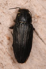 Buprestis lyrata
