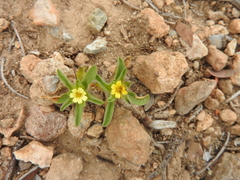 Asteriscus aquaticus