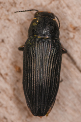 Buprestis lyrata