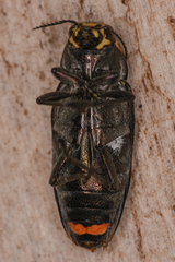 Buprestis lyrata