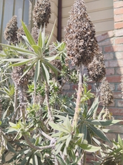 Echium candicans
