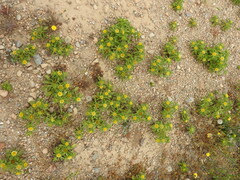 Asteriscus aquaticus