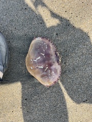 Metacarcinus magister