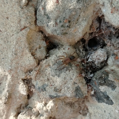 Filistata insidiatrix