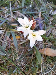 Hesperantha falcata
