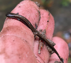 Eurycea quadridigitata