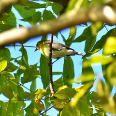 Vireo flavifrons