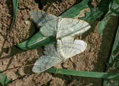Idaea aversata