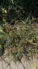 Brickellia eupatorioides