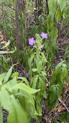 Phlox paniculata