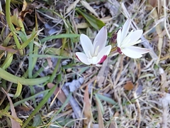 Hesperantha falcata