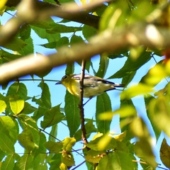 Vireo flavifrons