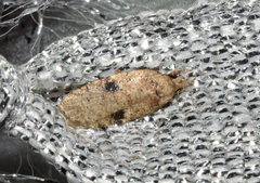 Agonopterix propinquella
