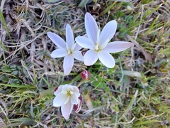 Hesperantha falcata