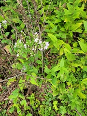 Symphyotrichum shortii