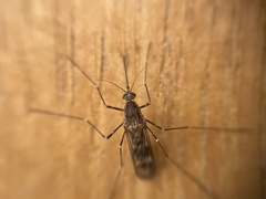 Culiseta incidens