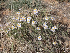 Felicia muricata muricata