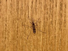 Culiseta incidens