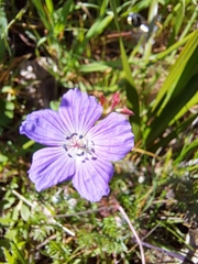 Geranium incanum