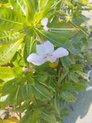Impatiens sodenii