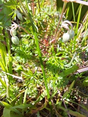 Geranium incanum